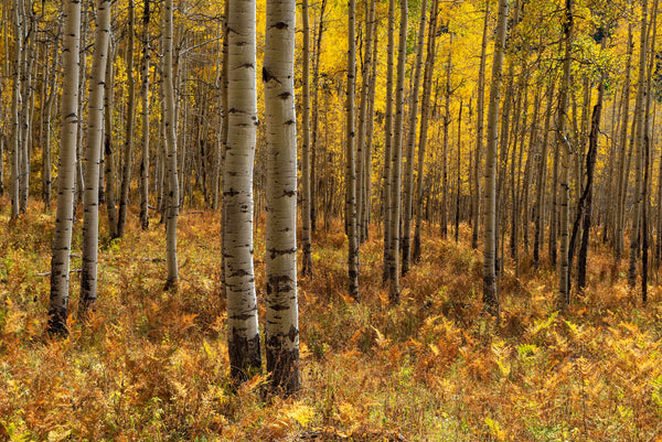 Aspen Grove