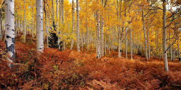 Autumn Fine Art Photography