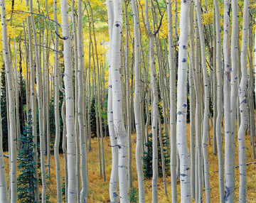 Aspen Trees: Enchanting Fine Art Photography for Sale