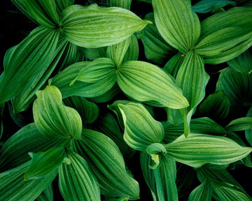 The Benefits of Nature Photography in Home Decor