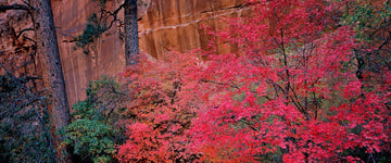 Why Choose John Richter Photography