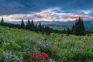 Bringing the Bloom Indoors: The Charm of Flower Photography