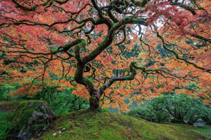 Portland Japanese Gardens