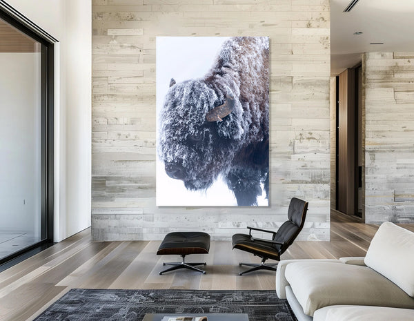 American Bison