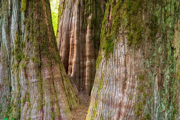 Ancient Cedar