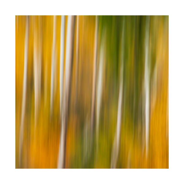 Aspen Blur 1