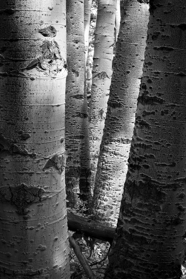 Aspen Trunks