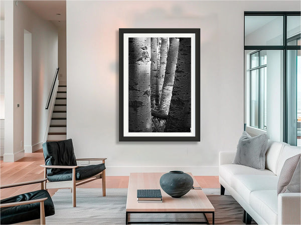 Aspen Trunks