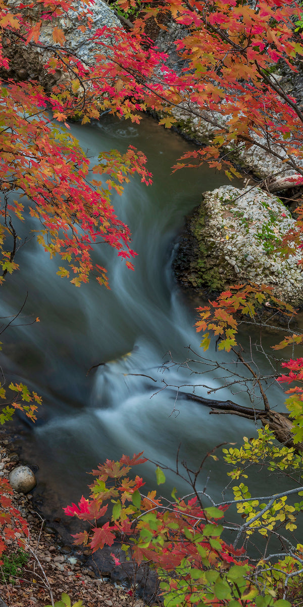 Autumn Stream