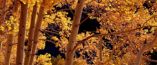 Autumns Amber Glow