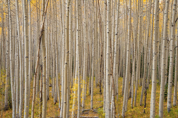 Birch Grove