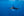 Blue Marlin
