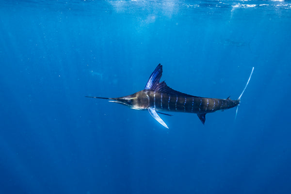 Blue Marlin