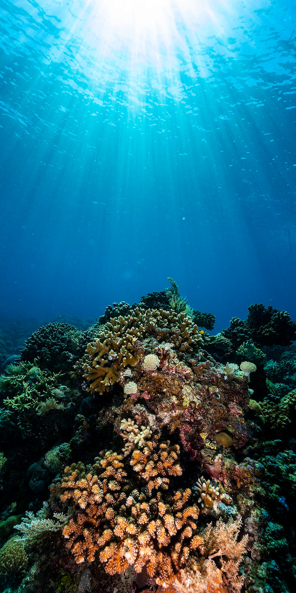 Coral Cathedral