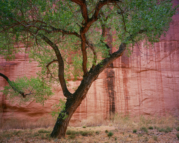 Cottonwood Study