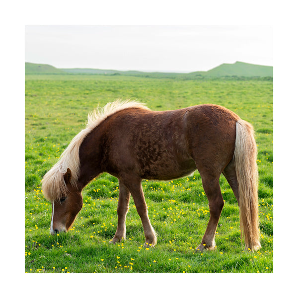 Icelandic Horses 1