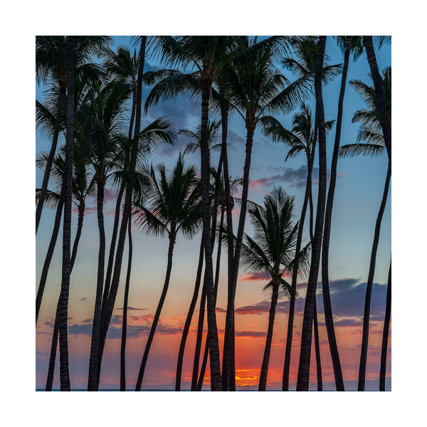 Palm Tree Sunset