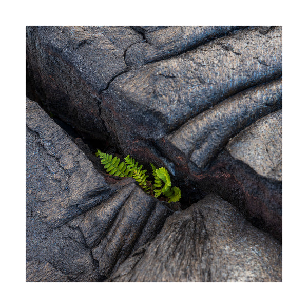 Plant Life 2