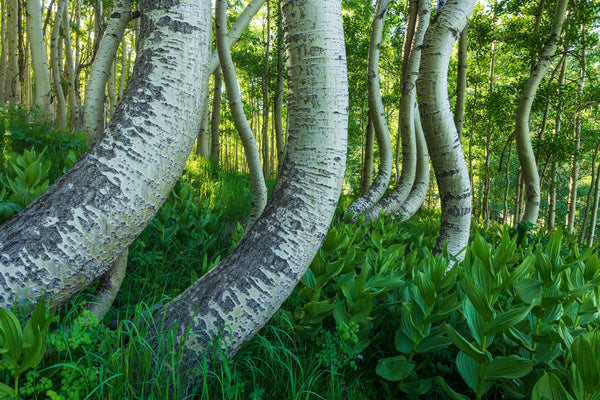 Dancing Trees