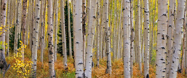 Enchanted Aspen