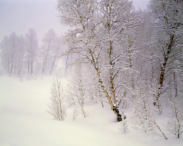 Frosted Aspen