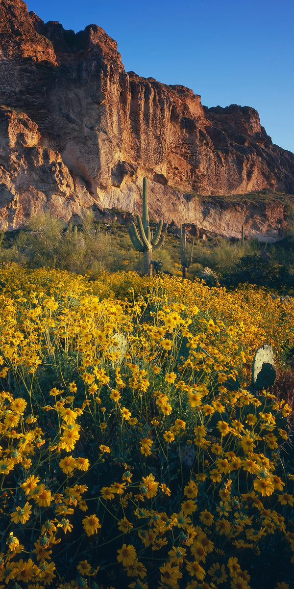 Golden Bloom