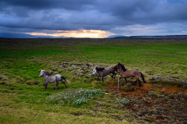 Highlands Equine