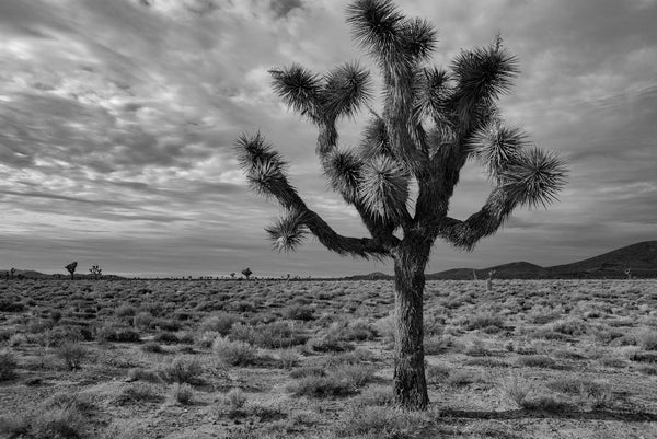 Joshua Tree