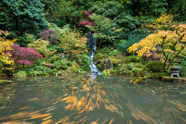 Koi Pond Impressions