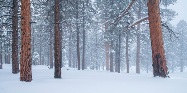 Misty Winter Pine