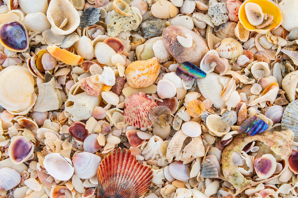 Sea Shells