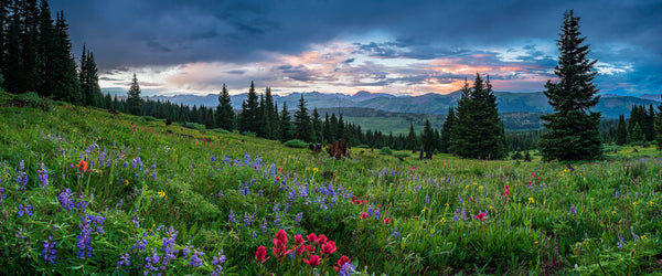 Shrine Pass Wildflowers