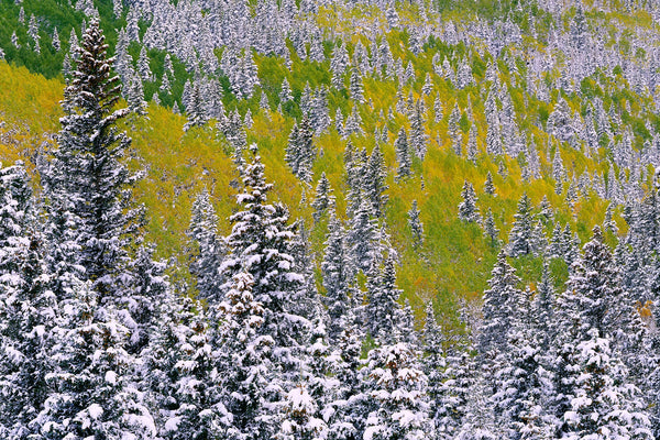 Snowy Forest