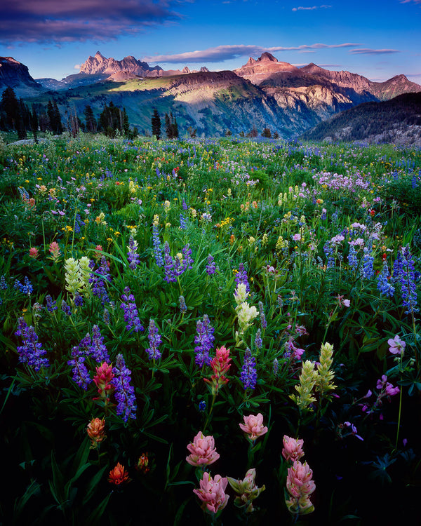 Teton Meadow