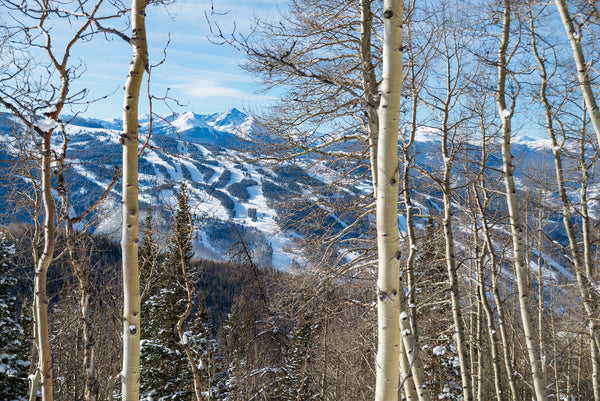 Through the Trees