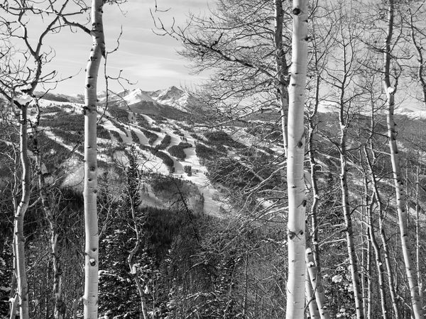 Through the Trees B&W