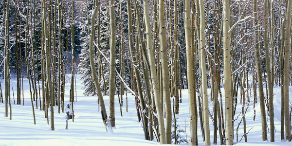 Winter Aspen