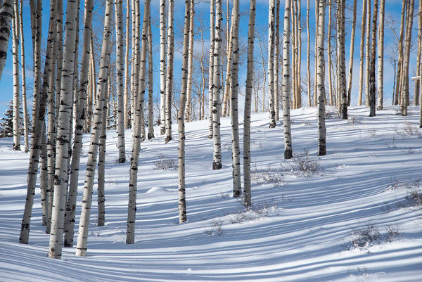 Winter Aspen Grove